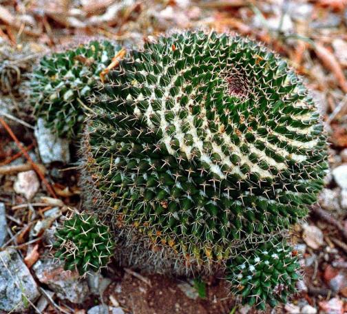 Name:  Mammillaria polyedra.jpg
Views: 466
Size:  74.5 KB