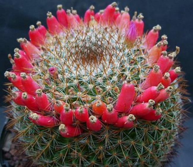 Name:  Mammillaria wiesingeri ssp wiesinger.jpg
Views: 475
Size:  68.8 KB