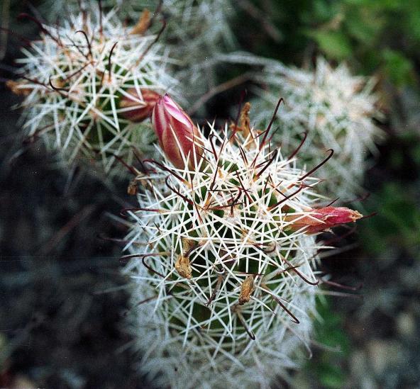 Name:  Mammillaria tonalensis2.jpg
Views: 827
Size:  69.3 KB