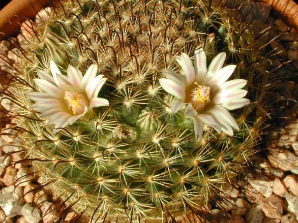 Name:  Mammillaria weingartiana.jpg
Views: 411
Size:  73.0 KB