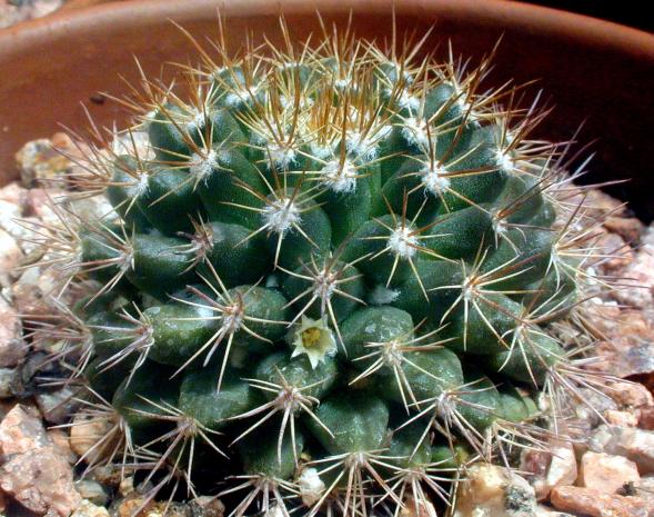 Name:  Mammillaria mammillaris - Photo  Norman Dennis.jpg
Views: 506
Size:  72.1 KB