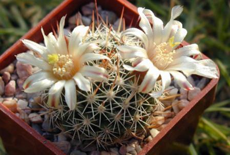 Name:  Mammillaria johnstonii (SB432) - Photo  Josef Matousek.jpg
Views: 2101
Size:  28.4 KB