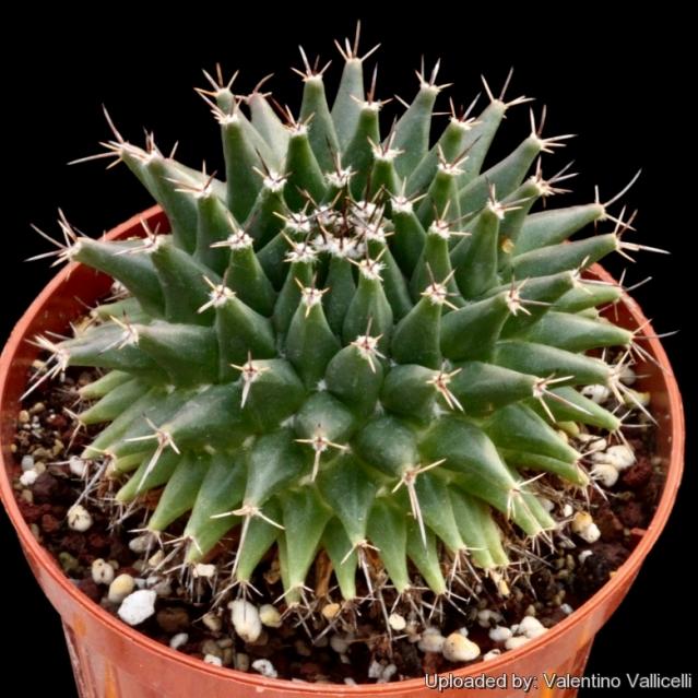 Name:  Mammillaria_vagaspina_26475_l.jpg
Views: 495
Size:  70.3 KB