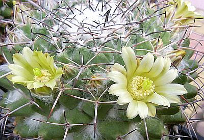 Name:  Mammillaria winterae ssp winterae (syn. M. freudenbergeri ) - Photo  Hugo De Cock 2.jpg
Views: 545
Size:  54.0 KB