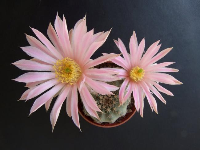 Name:  Echinocereus pulchellus v weinbergii  1.jpg
Views: 2463
Size:  34.1 KB