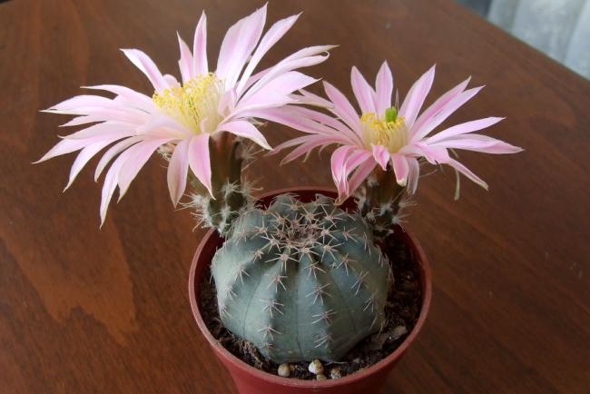 Name:  Echinocereus pulchellus v weinbergii .jpg
Views: 2465
Size:  37.3 KB
