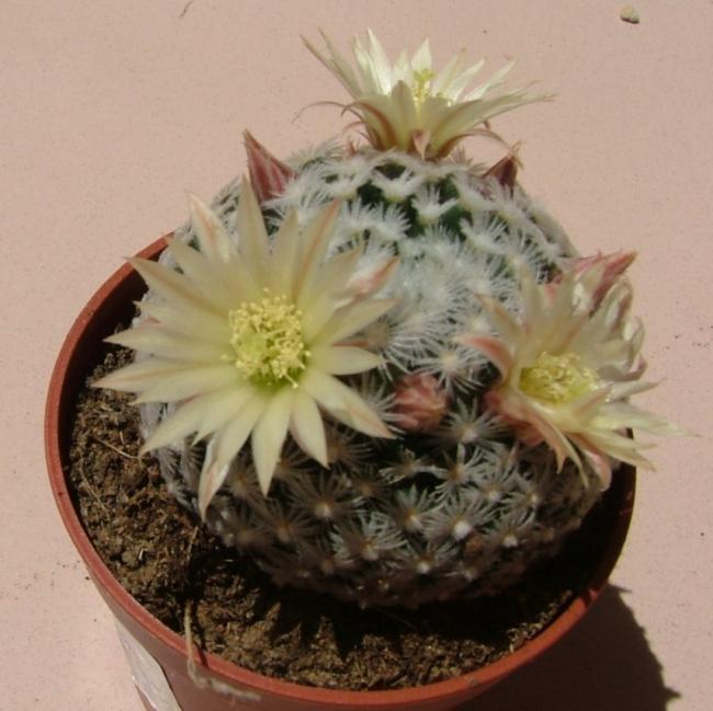 Name:  Mammillaria 2 - 3 Haziran 2009 (4).jpg
Views: 2372
Size:  49.0 KB