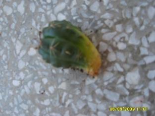 Name:  kakts_1.jpg
Views: 2375
Size:  11.5 KB