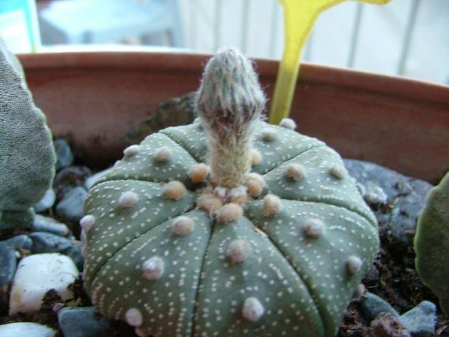 Name:  Astrophytum asterias - 24 Haziran 2009 (2).jpg
Views: 2606
Size:  43.6 KB