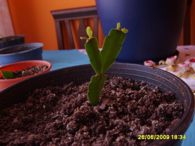 Name:  S6000844.jpg
Views: 1639
Size:  40.4 KB