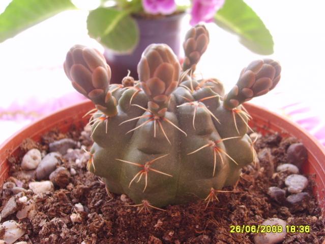 Name:  S6000847.jpg
Views: 2012
Size:  46.5 KB