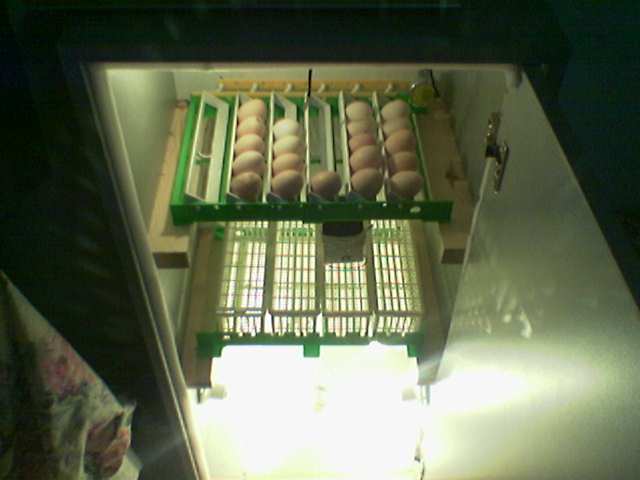 Name:  Image(007).jpg
Views: 58351
Size:  22.7 KB