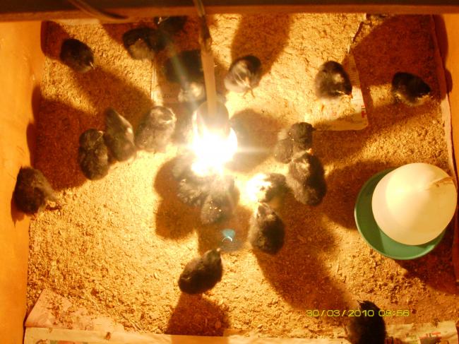 Name:  PICT0811.jpg
Views: 9572
Size:  60.8 KB