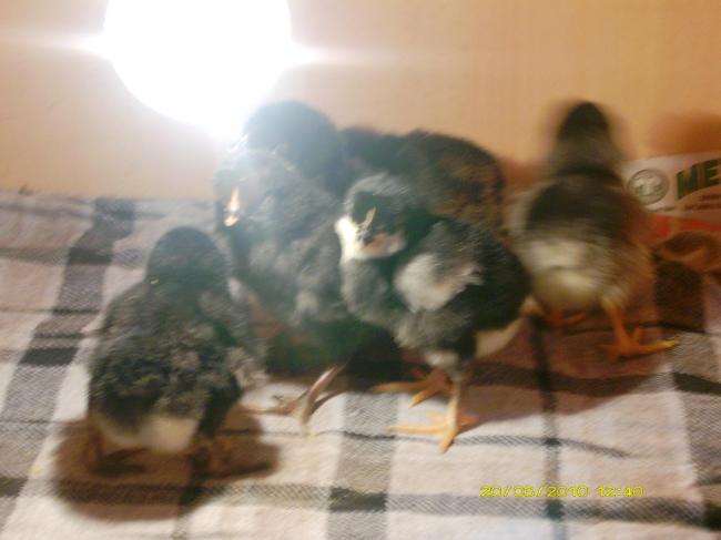 Name:  PICT0744.jpg
Views: 5246
Size:  31.5 KB