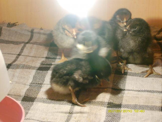 Name:  PICT0747.jpg
Views: 5218
Size:  43.0 KB