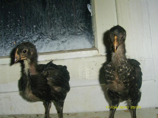 Name:  DenizliCivcivleri3.jpg
Views: 6894
Size:  43.2 KB