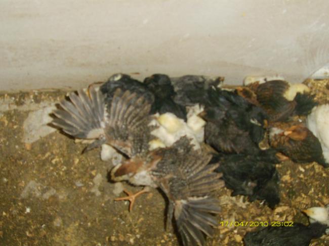 Name:  GenelGorunum.jpg
Views: 6656
Size:  38.8 KB