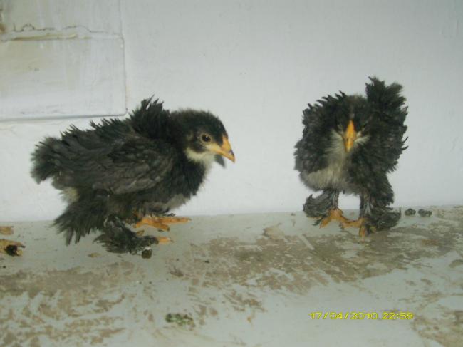 Name:  KivircikKosin3.jpg
Views: 7363
Size:  30.0 KB