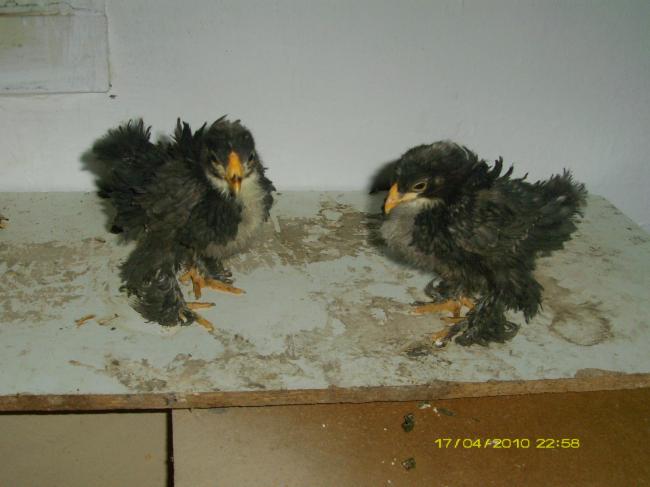 Name:  KivircikKosin4.jpg
Views: 10101
Size:  33.6 KB