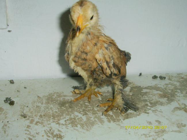 Name:  spencCivcivi.jpg
Views: 8517
Size:  35.0 KB