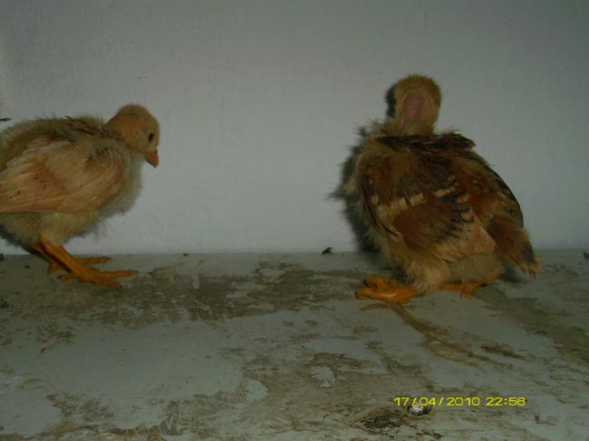 Name:  YorukCivcivi.jpg
Views: 7289
Size:  27.7 KB