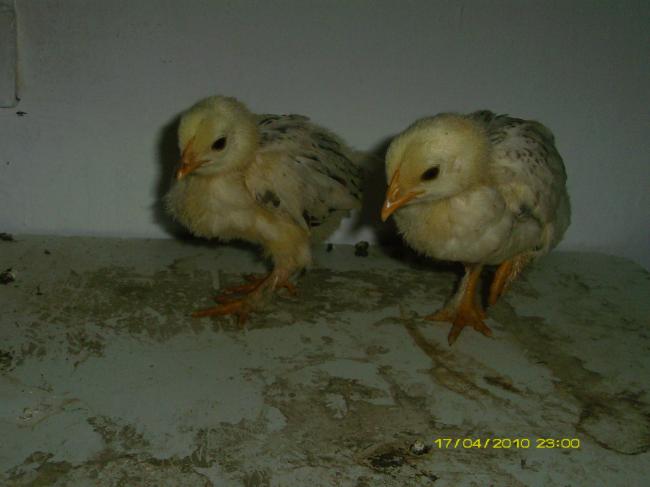 Name:  BrahmaCivcivi.jpg
Views: 7584
Size:  29.1 KB