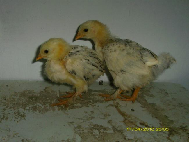 Name:  BrahmaCivcivi2.jpg
Views: 6013
Size:  29.6 KB