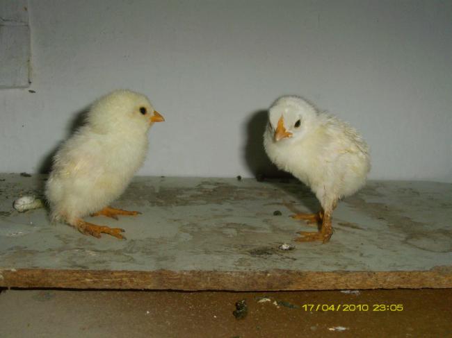 Name:  AltinKizlar.jpg
Views: 5766
Size:  28.8 KB