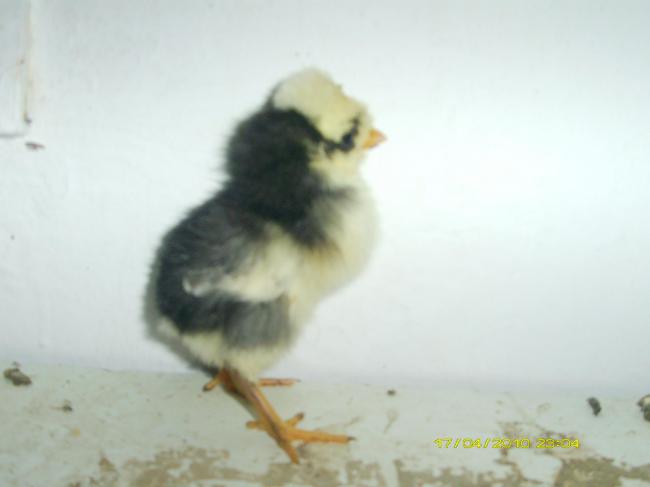 Name:  FizanCivcivi.jpg
Views: 10849
Size:  18.2 KB