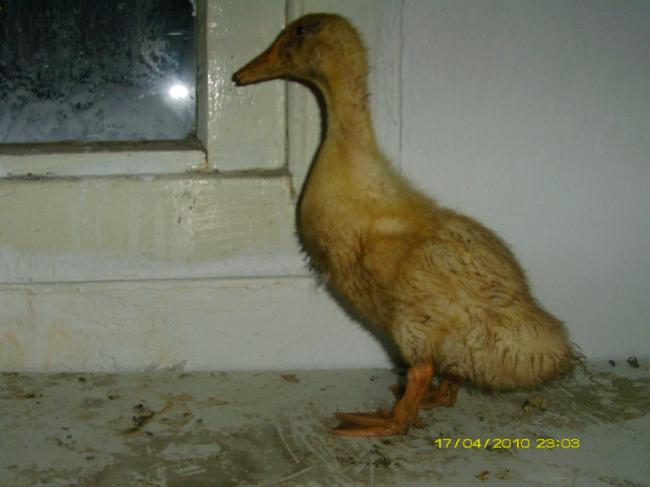 Name:  Dukcy3.jpg
Views: 6407
Size:  29.7 KB