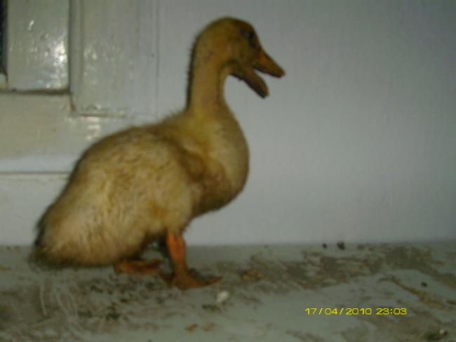 Name:  Dukcy4.jpg
Views: 5709
Size:  21.9 KB