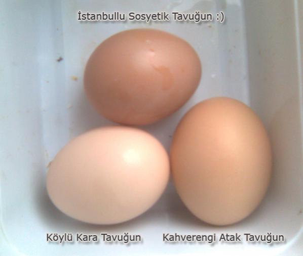 Name:  yumurtalar.jpg
Views: 1939
Size:  21.4 KB