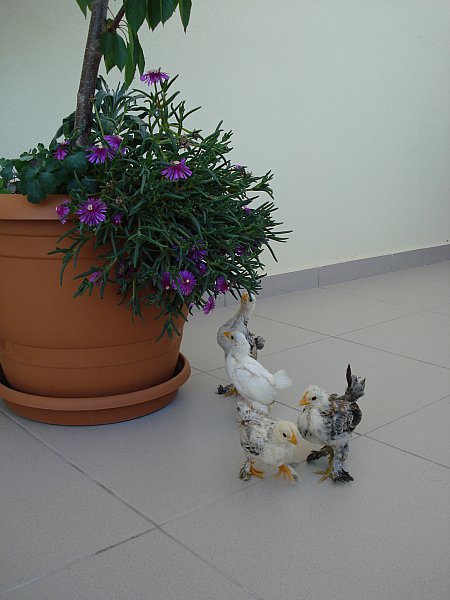 Name:  DSC06466.jpg
Views: 2486
Size:  47.2 KB