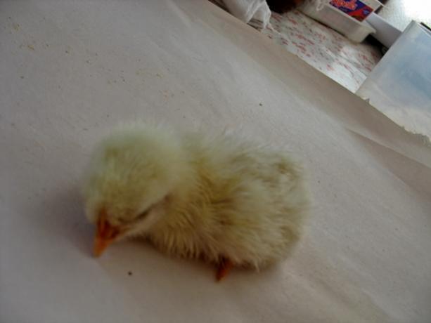 Name:  IMG_6594.jpg
Views: 2762
Size:  19.3 KB