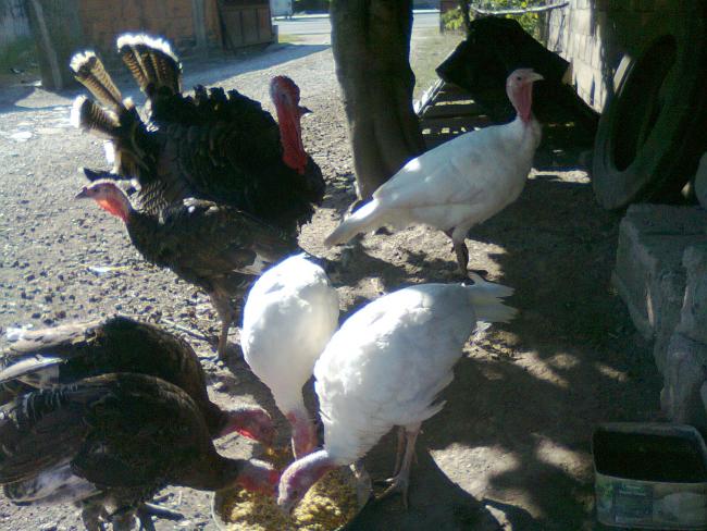 Name:  Fotoraf0404.jpg
Views: 1489
Size:  56.9 KB