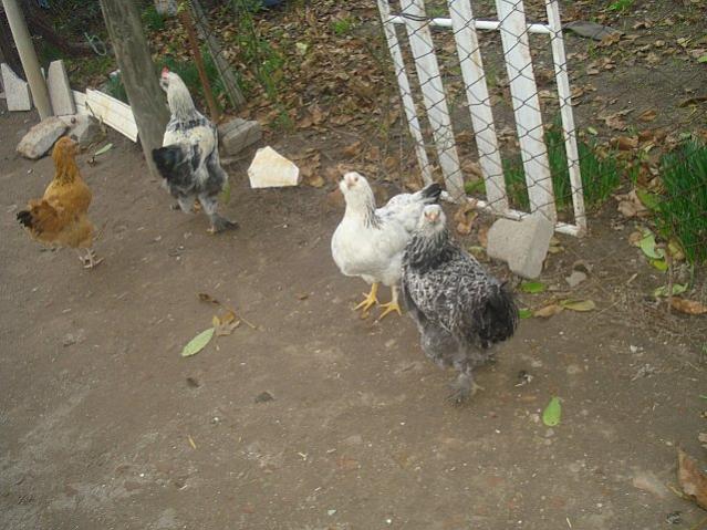 Name:  DSC08593.jpg
Views: 9363
Size:  59.0 KB