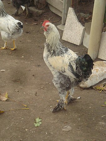 Name:  DSC08595.jpg
Views: 3334
Size:  47.0 KB