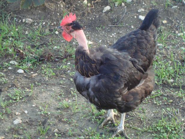 Name:  Köy tavukları.jpg
Views: 31311
Size:  70.9 KB