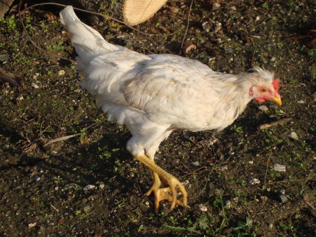 Name:  Köy tavukları 7.jpg
Views: 7202
Size:  71.0 KB