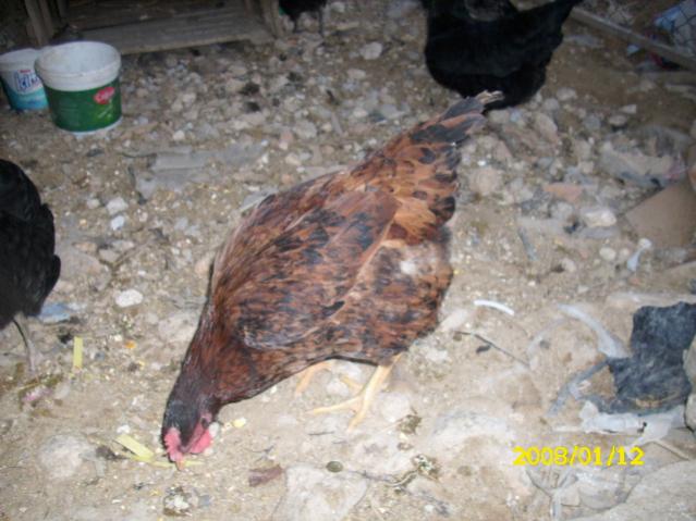Name:  DSCI0713.jpg
Views: 3496
Size:  49.1 KB