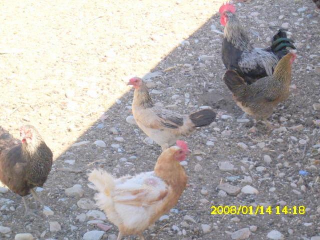 Name:  DSCI0253.jpg
Views: 1385
Size:  56.4 KB