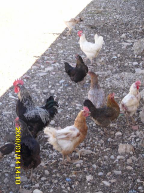 Name:  DSCI0254.jpg
Views: 1364
Size:  52.0 KB