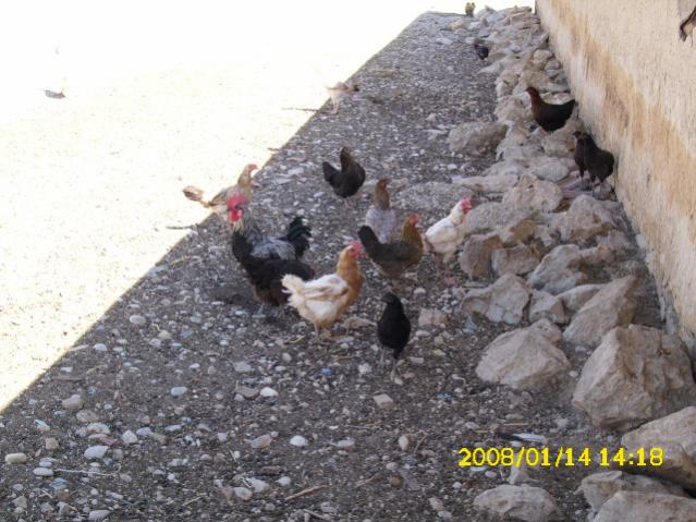Name:  DSCI0255.jpg
Views: 1413
Size:  57.3 KB