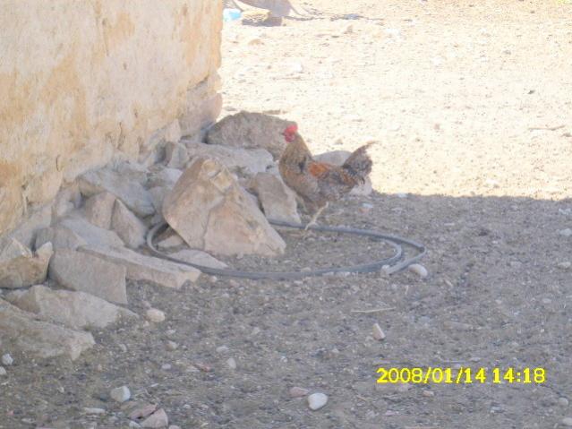 Name:  DSCI0256.jpg
Views: 1350
Size:  48.0 KB