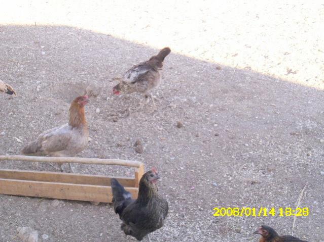 Name:  DSCI0277.jpg
Views: 1446
Size:  54.0 KB