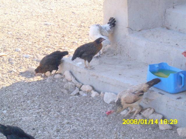 Name:  DSCI0278.jpg
Views: 1382
Size:  55.6 KB