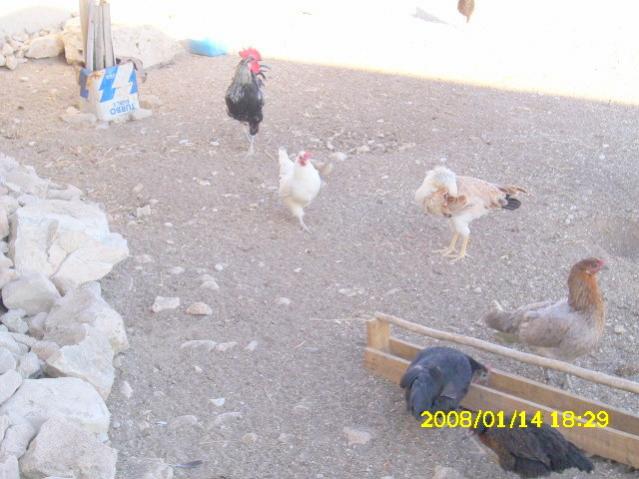 Name:  DSCI0280.jpg
Views: 1394
Size:  46.1 KB