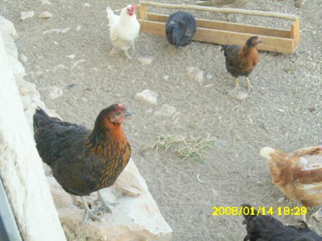 Name:  DSCI0281.jpg
Views: 6623
Size:  51.4 KB