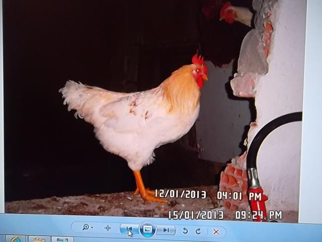 Name:  SAM_2977.jpg
Views: 2894
Size:  32.3 KB