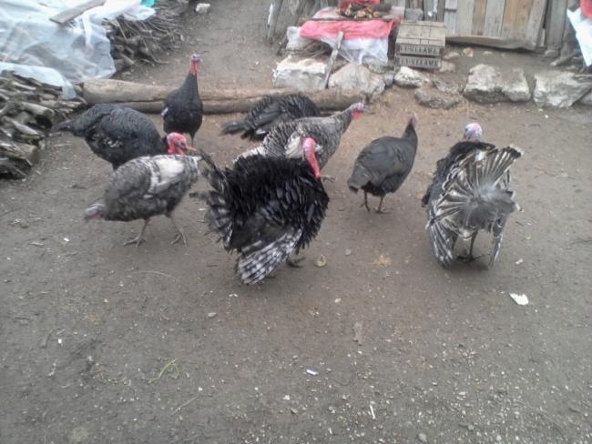 Name:  Fotoğraf-0214.jpg
Views: 1375
Size:  53.5 KB